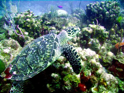 A Hawksbill Sea turtle foraging for food in the coral reefs of the British Virgin Islands
