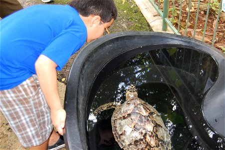 May 21, 2011, Mayaguez, Puerto Rico, By:  Lilibeth Serrano, USFWS