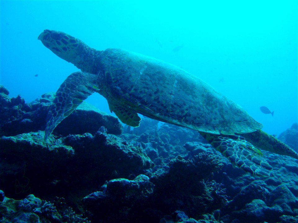 sea turtle from the Indian ocean