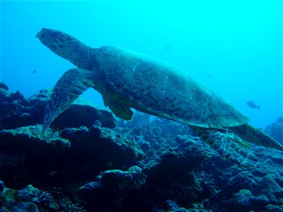sea turtle from the Indian ocean