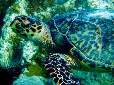 Adult hawksbill turtle. Secret Harbor, St. Thomas, USVI. 2004.