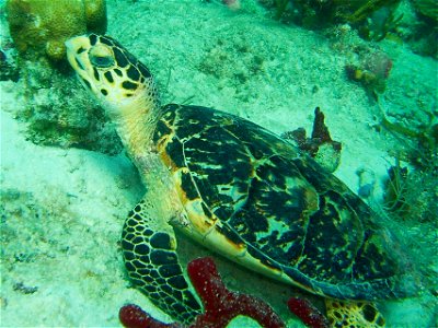 Juvenile hawksbill turtle (Eretmochelys imbricata). U.S. Virgin Islands, Coki Beach, St. Thomas.