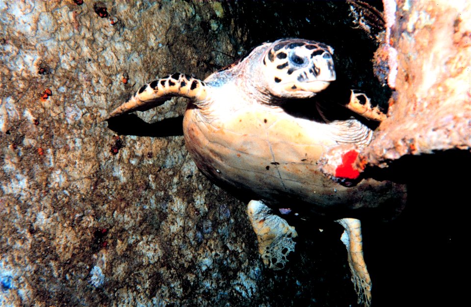 Hawksbill sea turtle (Eretmochelys imbricata). Gulf of Aqaba, Red Sea.