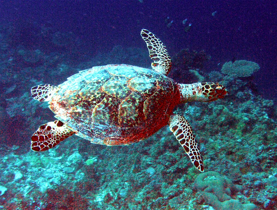 Sea turtle.  Fiji. 2008.