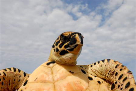 Sea turtle showing facial markings and underbody. Pacific Ocean, Tropical East Pacific.