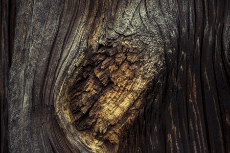 Nature landscape wood