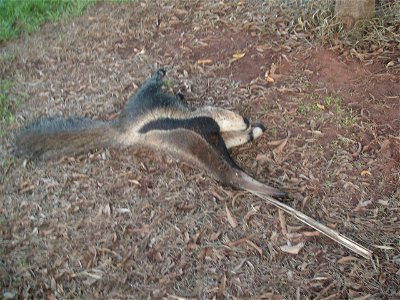 A hit giant anteater in interior of Brazil.