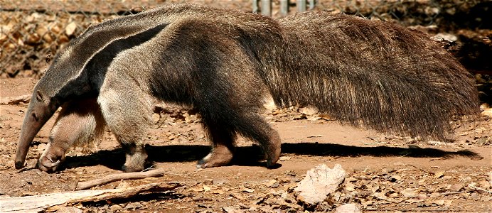 Giant anteater (Myrmecophaga tridactyla).  Photographed at the Phoenix Zoo, Phoenix, AZ.
