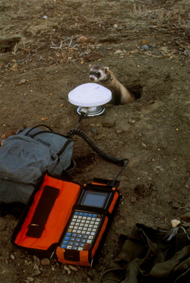Image title: Black footed ferret at borrow entrance investigating scientific equipment
Image from Public domain images website, http://www.public-domain-image.com/full-image/fauna-animals-public-domai