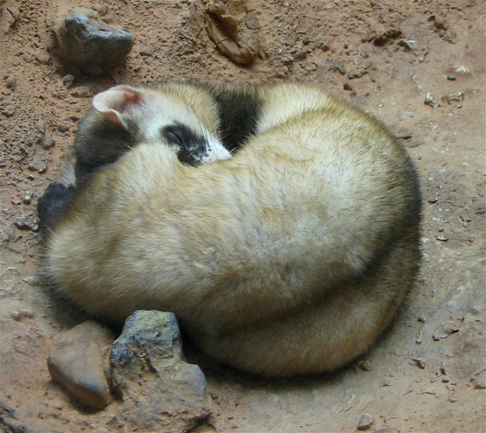 Black Footed Ferret