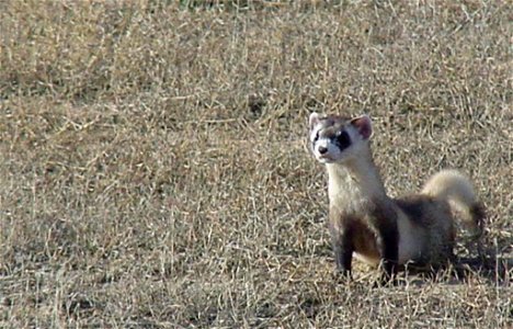 Image title: Black footed ferret mustela nigripes known as american polecat
Image from Public domain images website, http://www.public-domain-image.com/full-image/fauna-animals-public-domain-images-pi