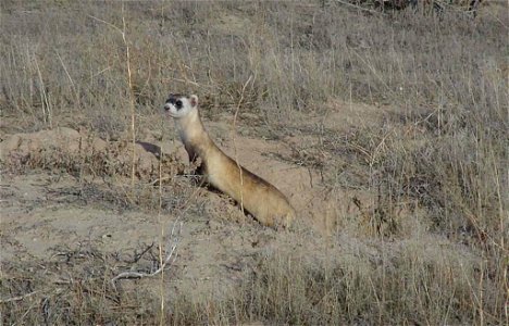 Image title: Black footed ferret or american polecat or prairie dog hunter animal mustela nigripes
Image from Public domain images website, http://www.public-domain-image.com/full-image/fauna-animals-