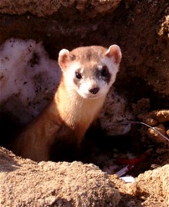 A black-footed ferret (Mustela nigripes) pops out of a burrow.  The black-footed ferret is 18 to 24 inches long, including a 5 to 6 inch tail. It weighs only one-and-a-half to two-and-a-half pounds, w