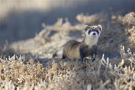 Image title: Black footed ferret
Image from Public domain images website, http://www.public-domain-image.com/full-image/fauna-animals-public-domain-images-pictures/ferrets-skunks-public-domain-images-