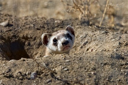 Credit: Ryan Hagerty/USFWS