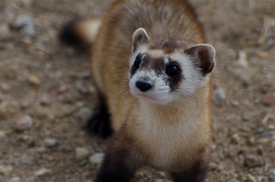 Credit: Kimberly Tamkun / USFWS