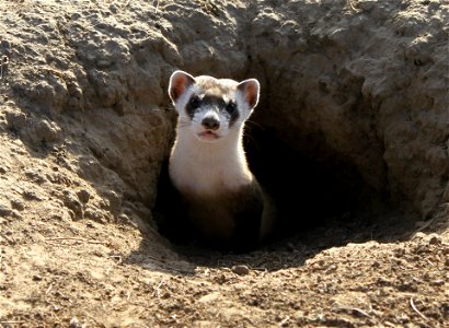 On October 5, 2015, U.S. Fish and Wildlife Service Director Dan Ashe helped release 30 black-footed ferrets at Rocky Mountain Arsenal National Wildlife Refuge near Denver, Colorado. The black-footed photo