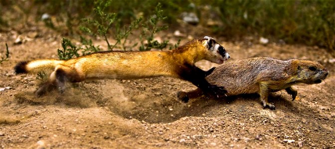 This is yet another amazing capture from our National Black-footed Ferret Conservation Center.
The center breeds endangered black-footed ferrets and then prepares them for release into the wild. Here,