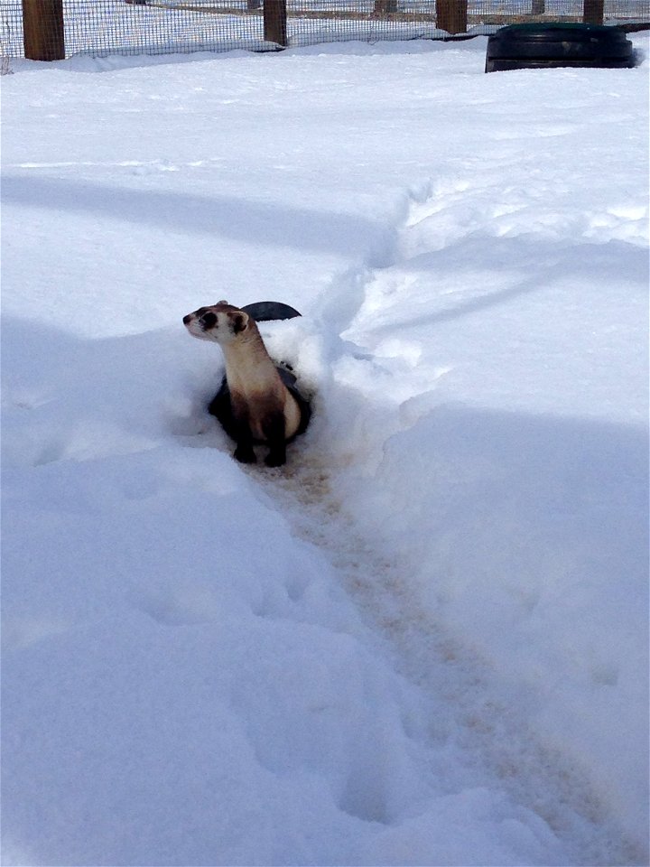 An endangered black-footed ferret in an outdoor preconditioning pen at the National Black-footed Ferret Conservation Center in Colorado. 

Credit: Ben Novak