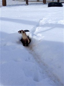 An endangered black-footed ferret in an outdoor preconditioning pen at the National Black-footed Ferret Conservation Center in Colorado. 

Credit: Ben Novak