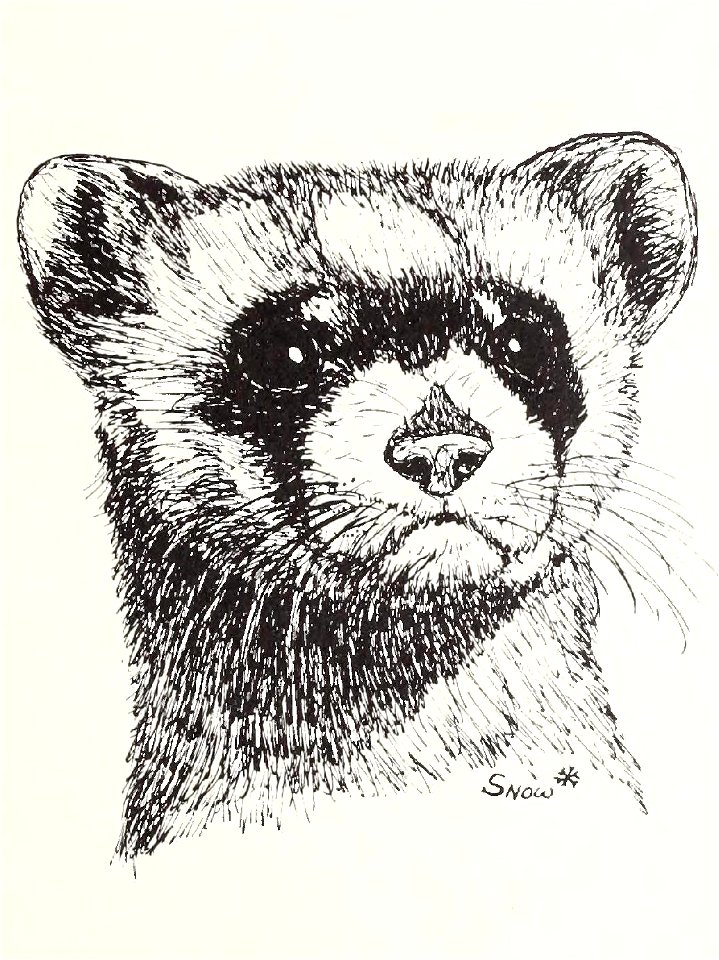 Black-footed ferret, Mustela nigripes