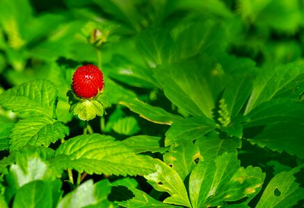 Berry fruit strawberry plant photo