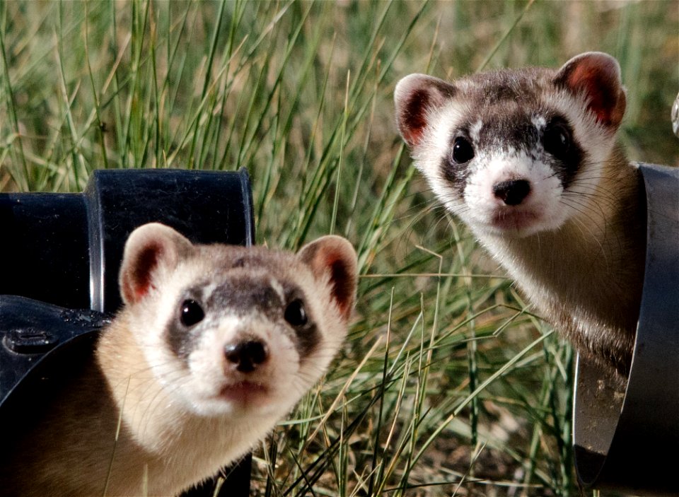 Endangered black-footed ferret

Credit: Kimberly Fraser / USFWS