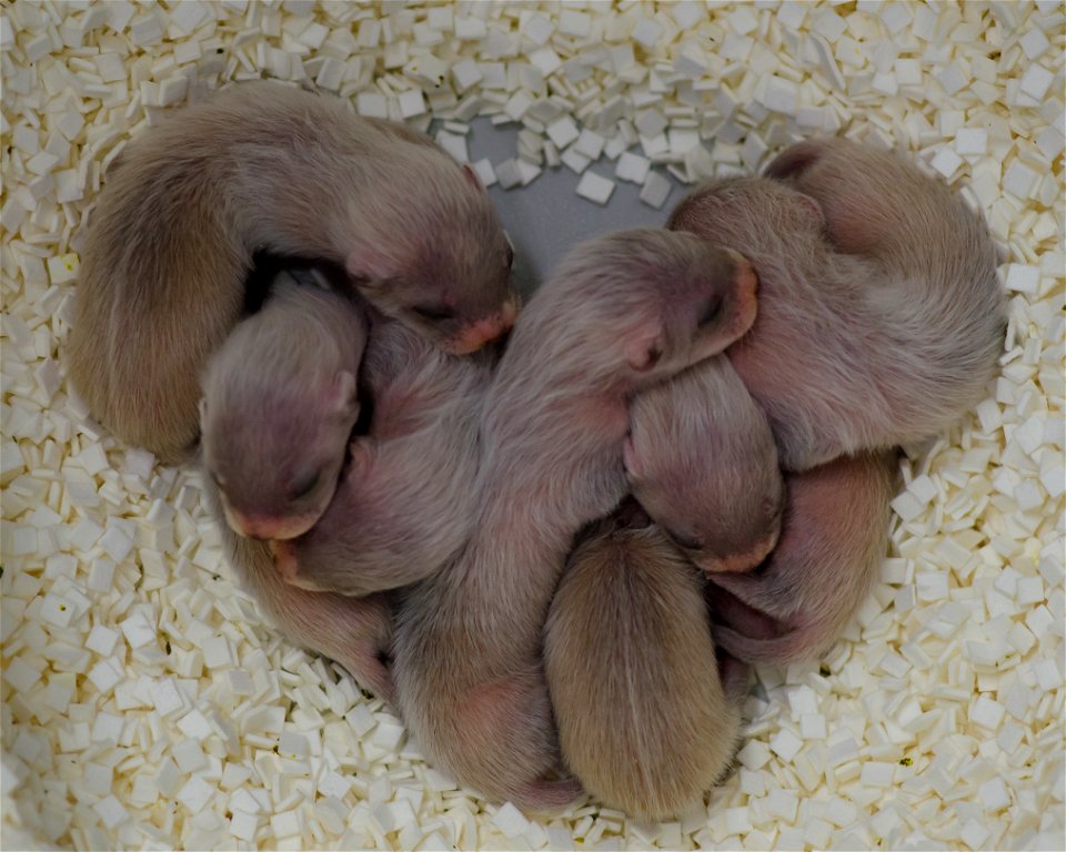 These kits were born May 21, 2011 at the National Black-footed Ferret Conservation Center.

Photo Credit: Kimberly Tamkun / USFWS