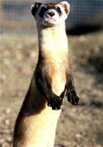 This endangered black-footed ferret stands tall to inspect his surroundings in the outdoor preconditioning pens in the Colorado-based National Black-footed Ferret Conservation Center. 

Credit: Mike L