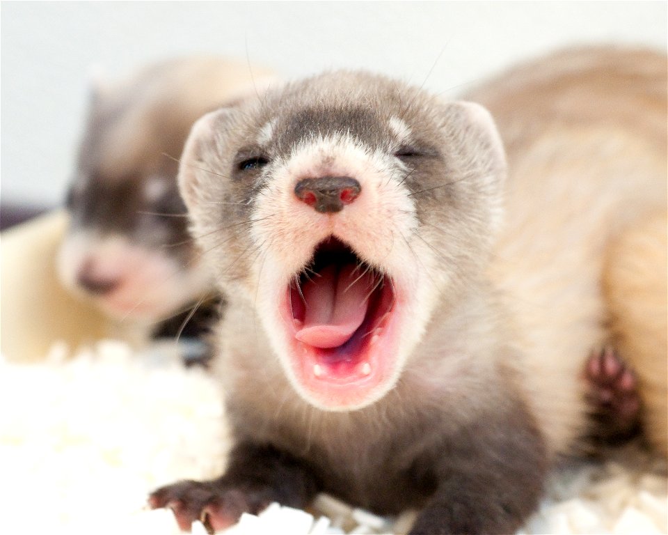 The Black-footed Ferret Recovery Program is celebrating two major milestones in 2011: the 30th Anniversary of the species rediscovery and the 20th Anniversary of their successful return to the wild. T