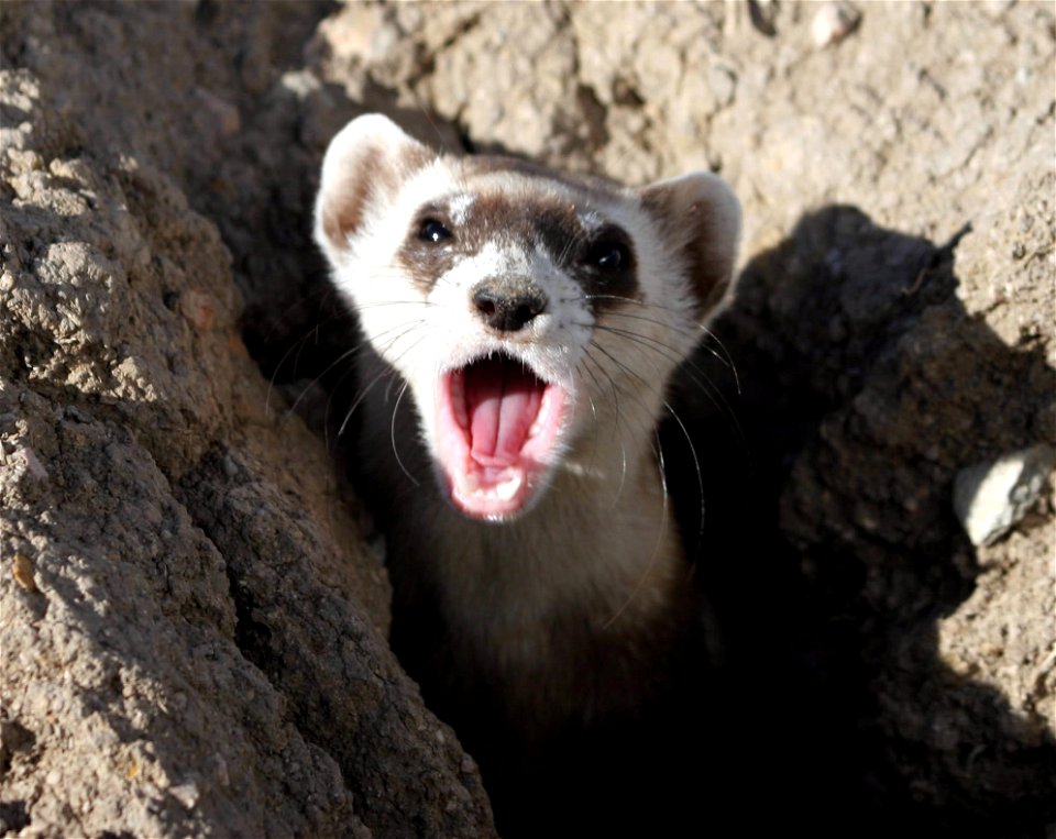 This sleepy black-footed ferret is ready for a nap! Clearly, trying to come back from the verge of extinction is tiring! 

Credit: Mike Lockhart / USFWS