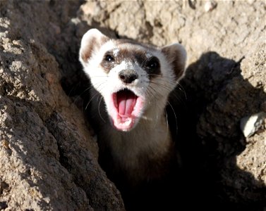 This sleepy black-footed ferret is ready for a nap! Clearly, trying to come back from the verge of extinction is tiring! Credit: Mike Lockhart / USFWS photo