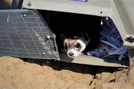 A ferret peers out at what will soon be its new home.

Photo Credit: Steve Segin / USFWS