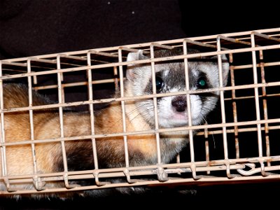 A black-footed ferret peers out of a trap just prior to being transported to a facility where it will be vaccinated against canine distemper and fitted with a transponder chip.  These surveys help mon