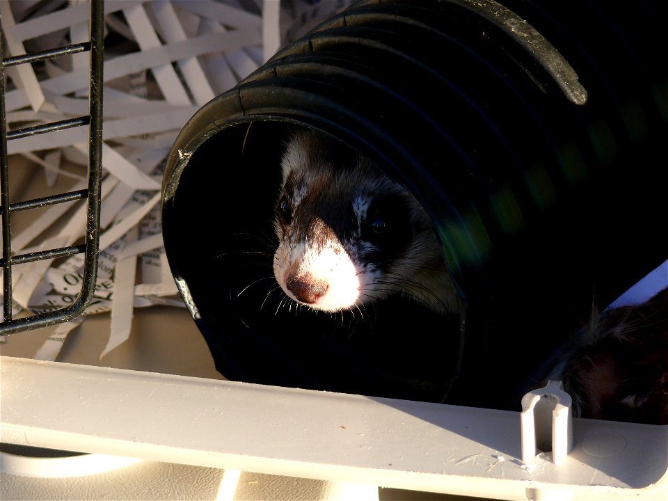 The first black-footed ferret to set foot in Kansas after a 50-year absence needed to get a good look at its surroundings before exiting the pet carrier and familiarizing itself with its new home.
Cre