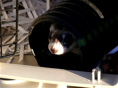 The first black-footed ferret to set foot in Kansas after a 50-year absence needed to get a good look at its surroundings before exiting the pet carrier and familiarizing itself with its new home.
Cre