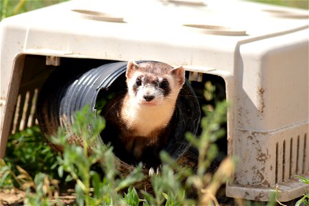In the summer of 2012, USFWS Region 6 interns visited the National Black-footed Ferret Conservation Center (NBFFCC) in Colorado to learn how the program reintroduces the endangered Black-footed ferret