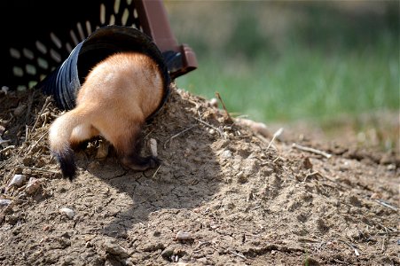 In the summer of 2012, USFWS Region 6 interns visited the National Black-footed Ferret Conservation Center (NBFFCC) in Colorado to learn how the program reintroduces the endangered Black-footed ferret