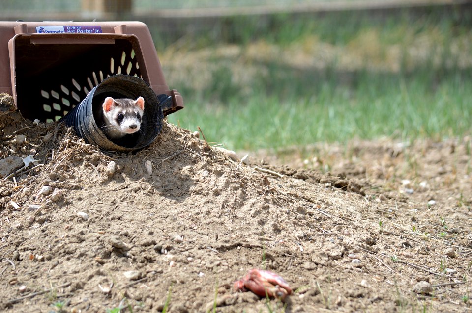 In the summer of 2012, USFWS Region 6 interns visited the National Black-footed Ferret Conservation Center (NBFFCC) in Colorado to learn how the program reintroduces the endangered Black-footed ferret