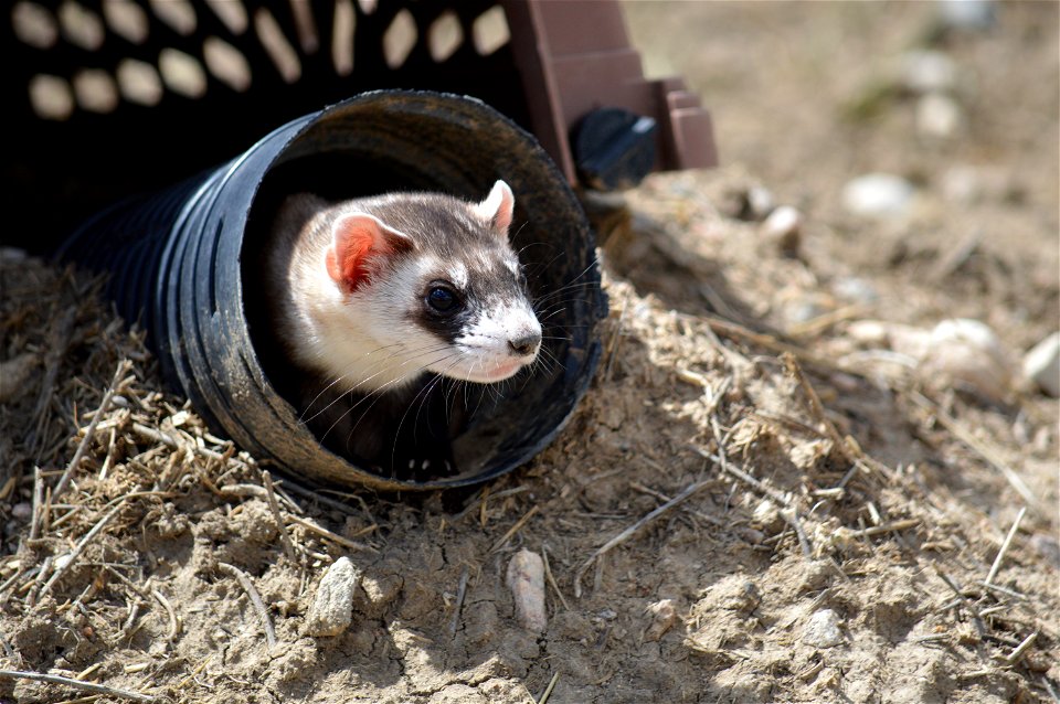 In the summer of 2012, USFWS Region 6 interns visited the National Black-footed Ferret Conservation Center (NBFFCC) in Colorado to learn how the program reintroduces the endangered Black-footed ferret