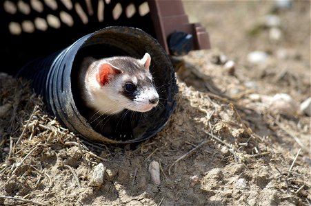 In the summer of 2012, USFWS Region 6 interns visited the National Black-footed Ferret Conservation Center (NBFFCC) in Colorado to learn how the program reintroduces the endangered Black-footed ferret