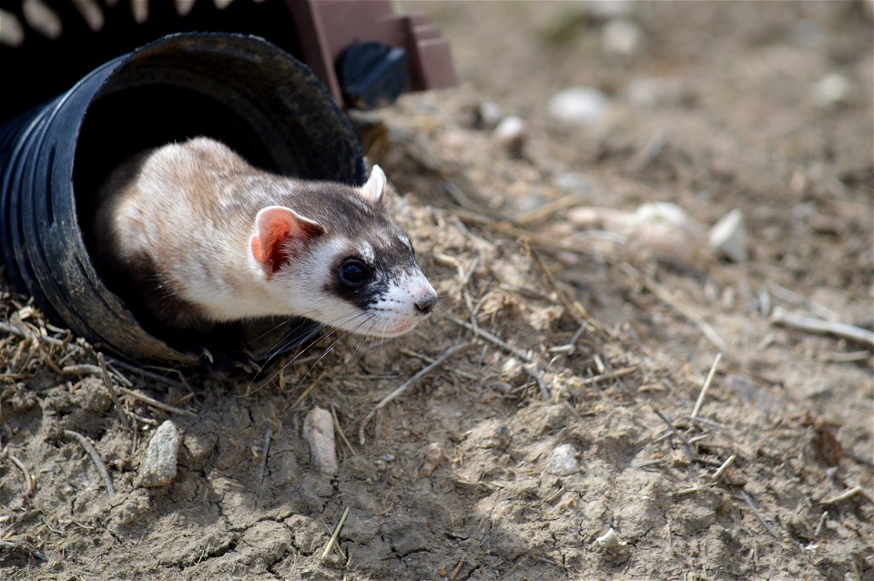 In the summer of 2012, USFWS Region 6 interns visited the National Black-footed Ferret Conservation Center (NBFFCC) in Colorado to learn how the program reintroduces the endangered Black-footed ferret