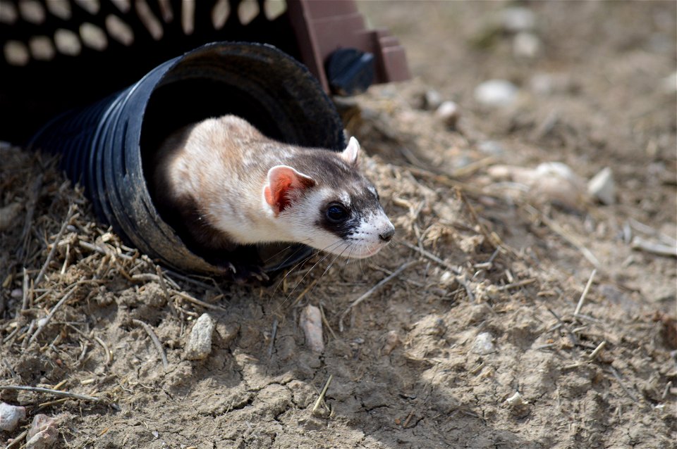 In the summer of 2012, USFWS Region 6 interns visited the National Black-footed Ferret Conservation Center (NBFFCC) in Colorado to learn how the program reintroduces the endangered Black-footed ferret