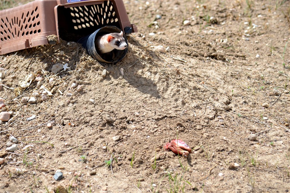 In the summer of 2012, USFWS Region 6 interns visited the National Black-footed Ferret Conservation Center (NBFFCC) in Colorado to learn how the program reintroduces the endangered Black-footed ferret