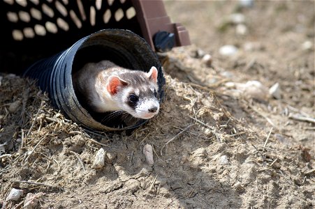 In the summer of 2012, USFWS Region 6 interns visited the National Black-footed Ferret Conservation Center (NBFFCC) in Colorado to learn how the program reintroduces the endangered Black-footed ferret