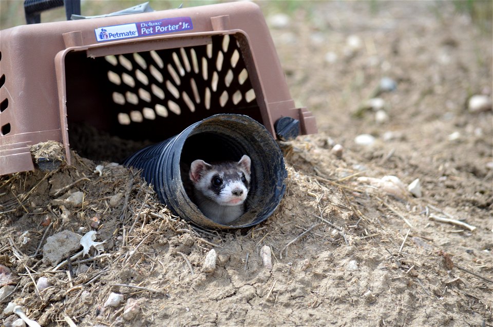 In the summer of 2012, USFWS Region 6 interns visited the National Black-footed Ferret Conservation Center (NBFFCC) in Colorado to learn how the program reintroduces the endangered Black-footed ferret
