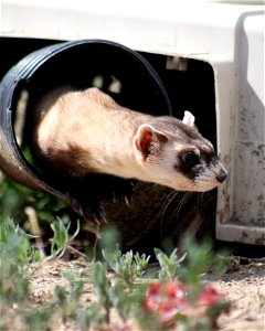 In the summer of 2012, USFWS Region 6 interns visited the National Black-footed Ferret Conservation Center (NBFFCC) in Colorado to learn how the program reintroduces the endangered Black-footed ferret