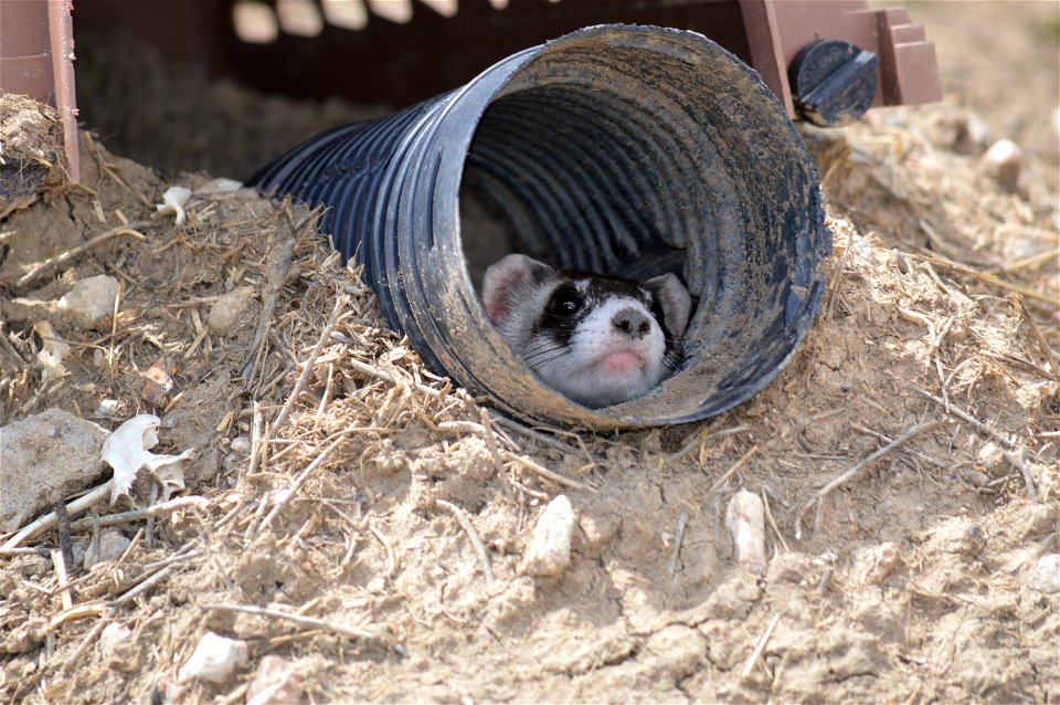 In the summer of 2012, USFWS Region 6 interns visited the National Black-footed Ferret Conservation Center (NBFFCC) in Colorado to learn how the program reintroduces the endangered Black-footed ferret
