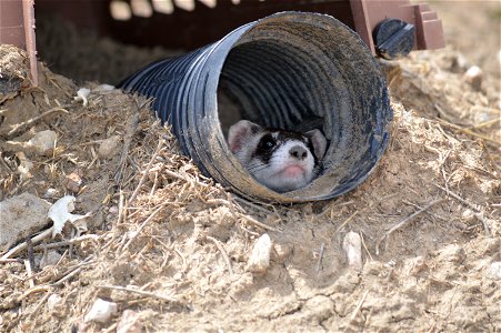 In the summer of 2012, USFWS Region 6 interns visited the National Black-footed Ferret Conservation Center (NBFFCC) in Colorado to learn how the program reintroduces the endangered Black-footed ferret