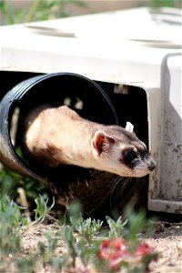 In the summer of 2012, USFWS Region 6 interns visited the National Black-footed Ferret Conservation Center (NBFFCC) in Colorado to learn how the program reintroduces the endangered Black-footed ferret